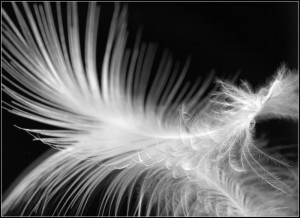 Photo of a feather by Cinnamon Funch
